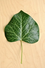 green leaf on wooden background