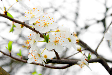 spring cherry blossom