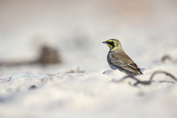 A horned lark (Eremophila alpestris) foraging on the beach of Heligoland. White coloured sand with stones and twigs.