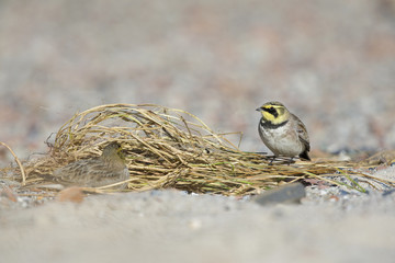 Two horned larks (Eremophila alpestris) resting between coloured stones on the beach of Heligoland....