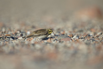A horned lark (Eremophila alpestris) resting between coloured stones on the beach of Heligoland. White coloured sand with coloured stones and twigs.