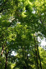 Obraz premium Green tree tops