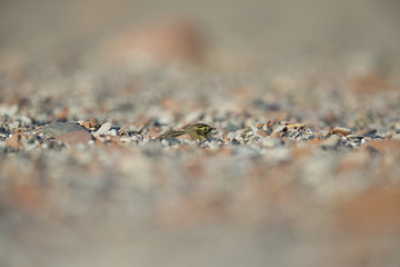 A horned lark (Eremophila alpestris) resting between coloured stones on the beach of Heligoland. White coloured sand with coloured stones and twigs.
