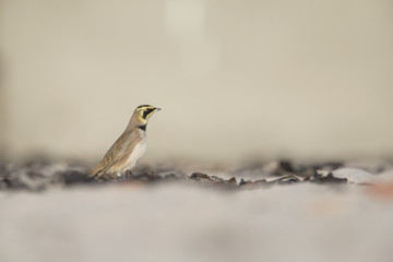 A horned lark (Eremophila alpestris) foraging on the beach of Heligoland. White coloured sand with stones and twigs.
