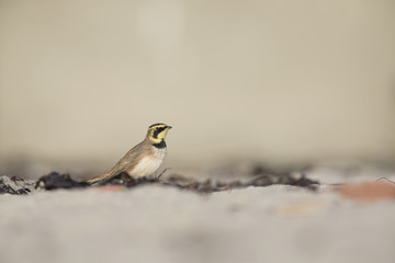 A horned lark (Eremophila alpestris) foraging on the beach of Heligoland. White coloured sand with stones and twigs.