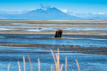 Alaskan Coastal Brown Bear grizzly searches for fish in a river in Katmai National Park, sitting on a sandbar