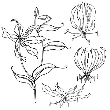 Hand drawn gloriosa flower. Vector sketch  illustration.