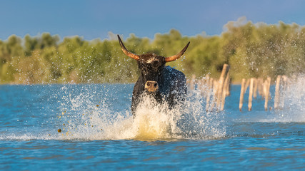Bull galloping in the water, charging bull in Camargue 
