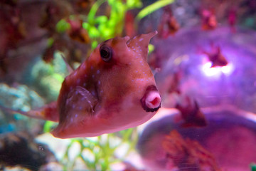 fish in an aquarium