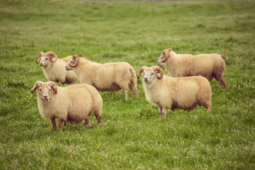 Naklejka premium A flock of sheep grazing in a green grass meadow in Iceland