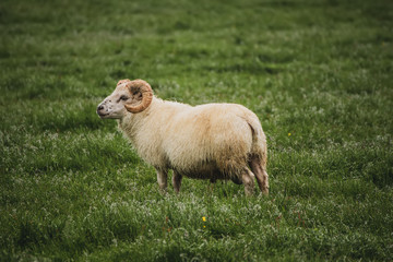 Naklejka na ściany i meble A single sheep grazing in a green grass meadow in Iceland