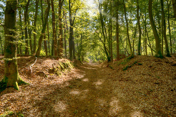 Im Dar&szlig;wald auf dem Dar&szlig;