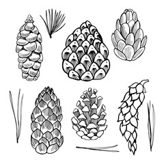 Set of hand drawn pine cones.Vector sketch  illustration.