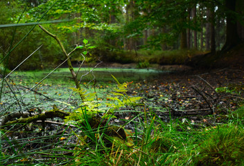 stream in the forest