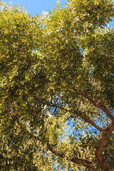 Green bush with many leaves