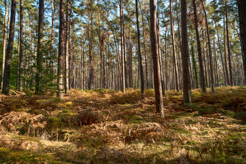 Im Darßwald auf dem Darß