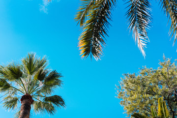 photo foliage of tropical palm trees.