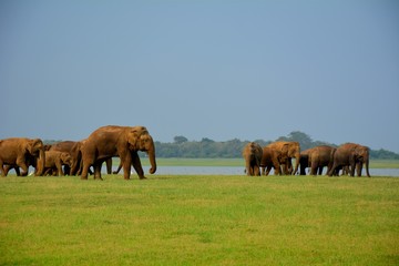 Fototapeta premium Elephant