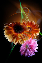 Gerberas orange and gerbera lilac on a multicolored  background, improvization by green, orange,...