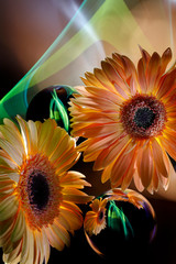 Two orange gerberas and  improvization by green and blue light  in black background