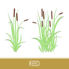  Sedge, reed, cane, bulrush. Set. Color