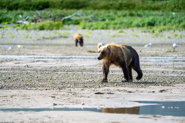 Beautiful Alaskan Coastal Brown Bear grizzly wanders in the creek of Katmai National Park looking for salmon fish