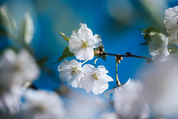 Apple tree flower blossoming at spring time, floral sunny vintage natural background