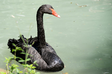 Cigno nero