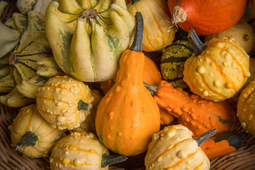 different kind of pumpkins in a basket