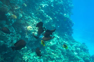 Naklejka na ściany i meble Red Sea underwater scenery with tropical fishes, Egypt