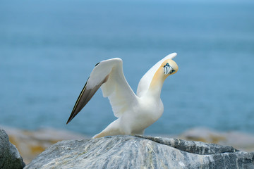 Northern Gannet, Machias Seal Island