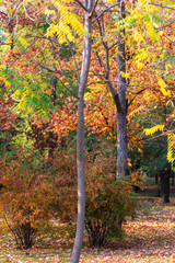 Fototapeta na wymiar autumn forest, selective focus
