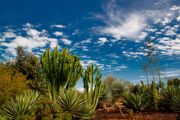 View of tropical landscape with trees and plants on the blue sky background