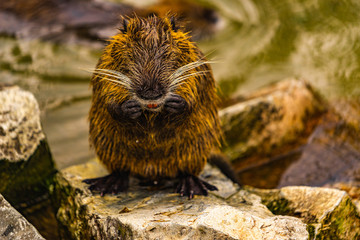 Closeup of a beaver
