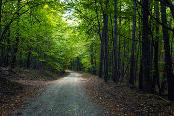 path in green forest 