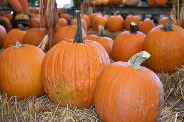 Autumn Scenes - Pumpkins on hay bales on display