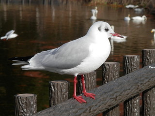 ユリカモメ(宮城県)