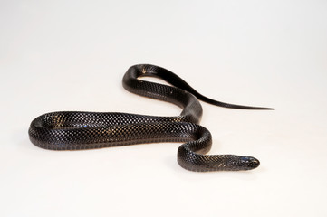 Fototapeta premium Wąż jajeczny (Dasypeltis atra) - afrykański wąż jedzący jajka