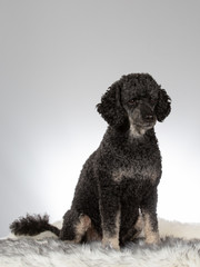 Black poodle portrait. Image taken in a studio  