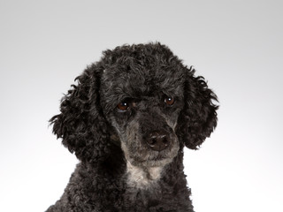Black poodle portrait. Image taken in a studio  