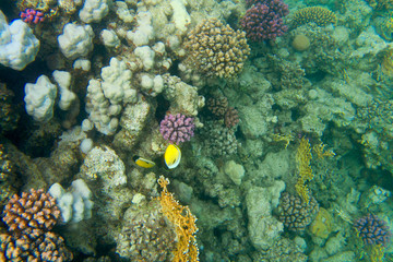 Fototapeta na wymiar Coral reef