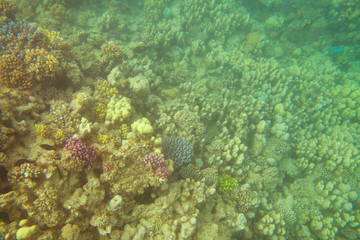 Coral reef