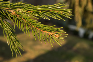 Christmas tree branches, background, texture.