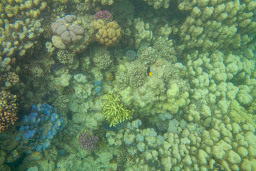 Coral reef