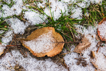 Fallen autumn leaves in the snow. Green grass under the snow. Goodbye autumn, hello winter