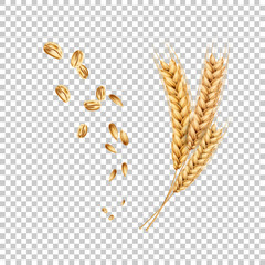 Vector wheat ears spikelets realistic with grains