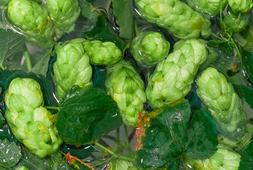 Green fresh hop cones in water for making beer