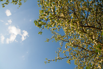 tree in spring