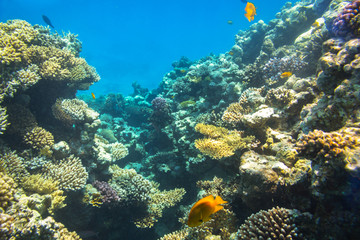 Coral reef of Red Sea with tropical fishes, Egypt