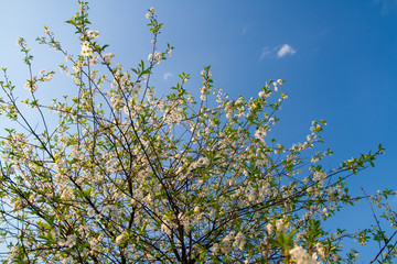 branch of a tree in spring